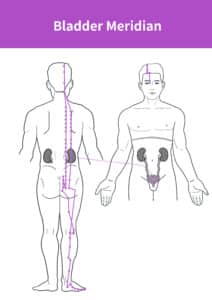 Bladder meridian diagram showing acupuncture points for overactive bladder