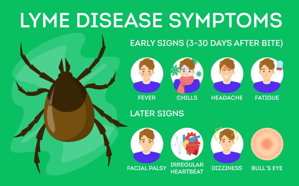 Lyme disease symptoms chart of early and later signs including fever, fatigue, and rash