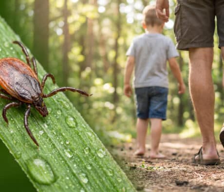 Acupuncture as complementary support for lingering post-treatment Lyme symptoms